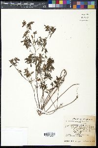 Crocanthemum canadense image