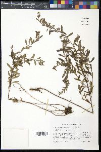 Crocanthemum canadense image