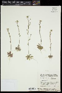 Arabidopsis thaliana image