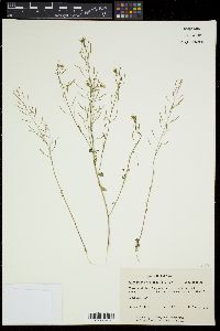 Arabidopsis thaliana image