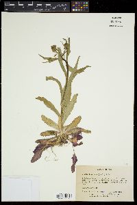 Borodinia laevigata image