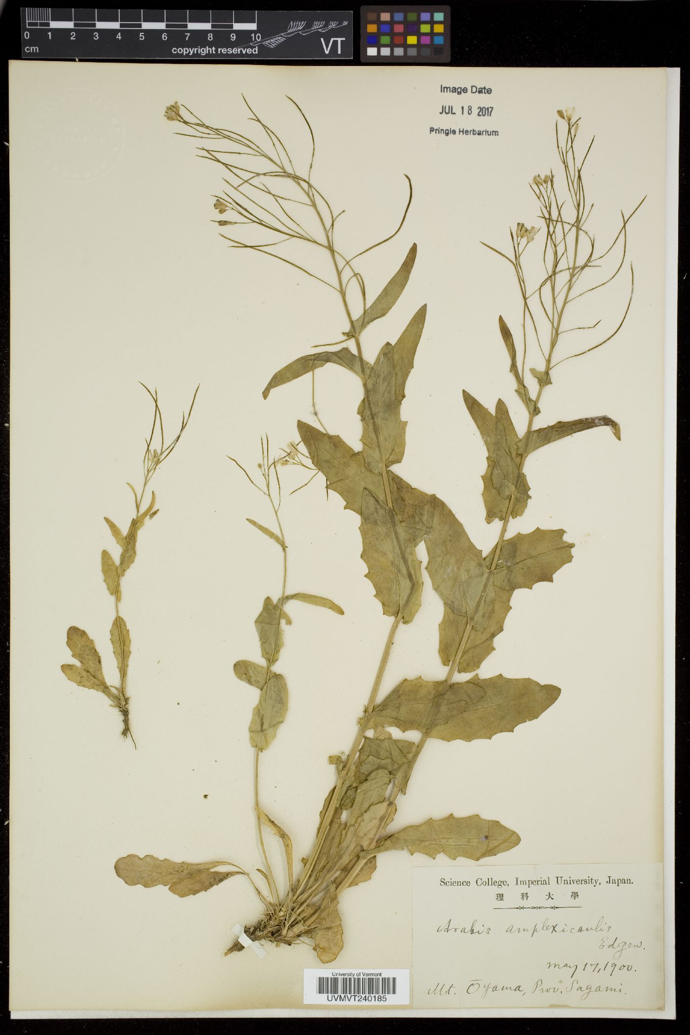 Arabis amplexicaulis image