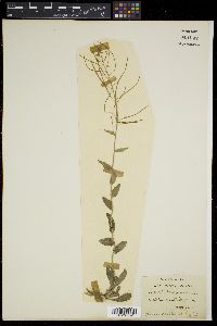 Arabis amplexicaulis image