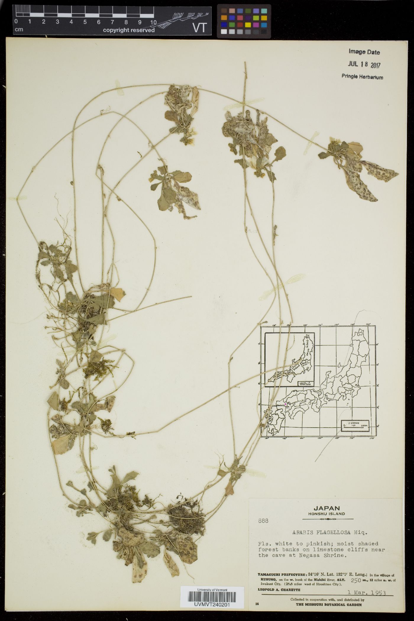 Arabis flagellosa image