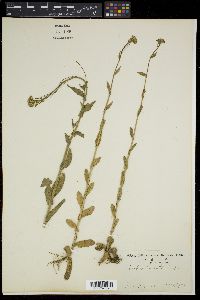 Arabis hirsuta image