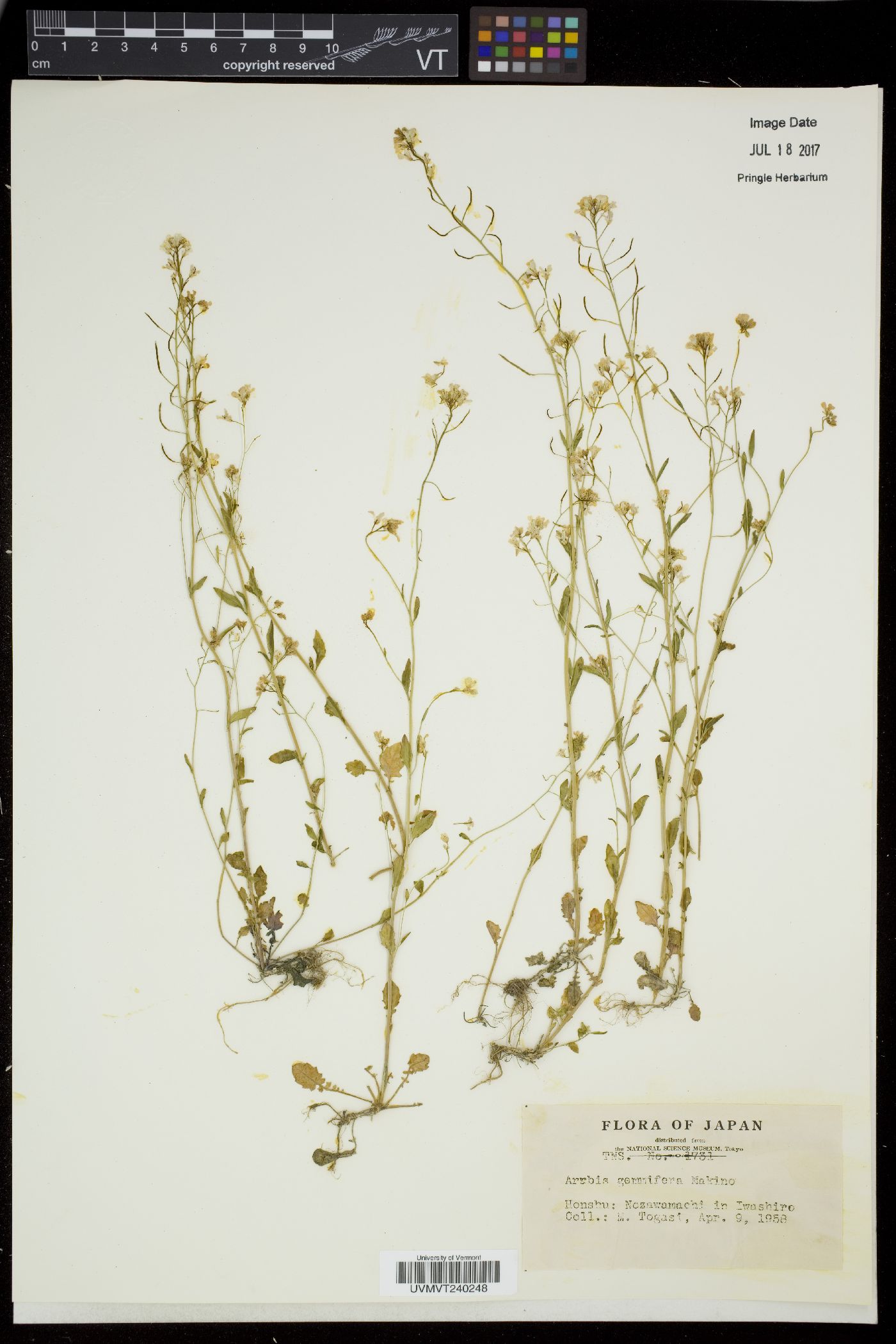 Arabidopsis halleri image