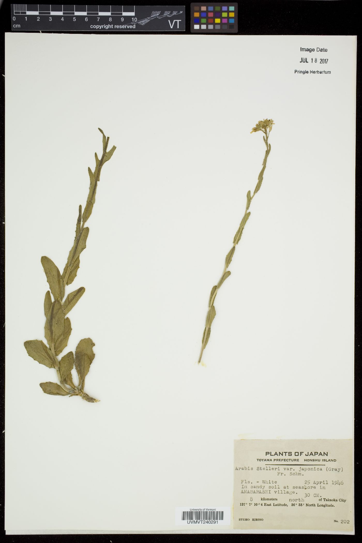Arabis stelleri image