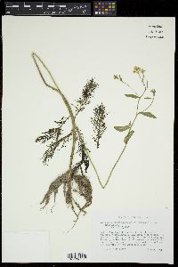 Armoracia lacustris image