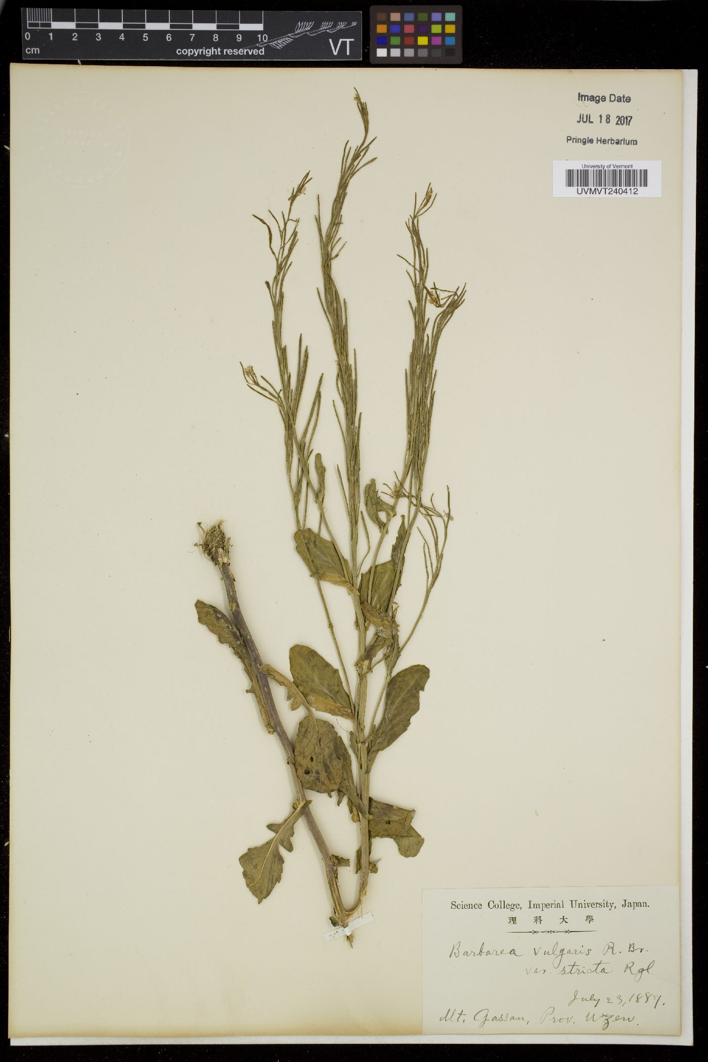 Barbarea vulgaris var. stricta image