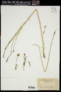 Barbarea orthoceras image