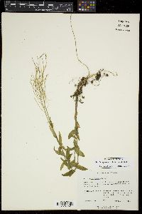 Boechera patens image