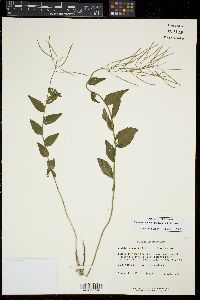 Boechera patens image