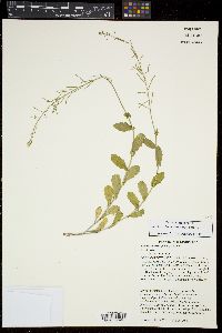 Borodinia dentata image