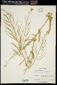 Brassica rapa var. rapa image