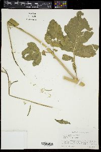Brassica juncea image