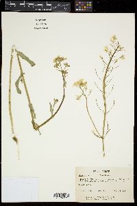 Brassica rapa image