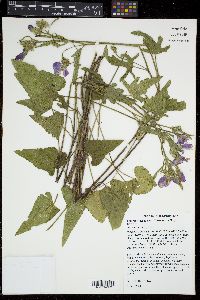 Callirhoe triangulata image