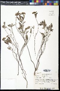 Helianthemum corymbosum image
