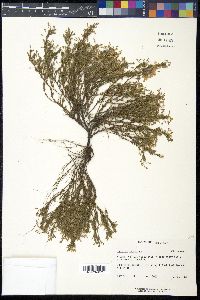 Hudsonia ericoides image