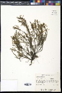 Hudsonia ericoides image