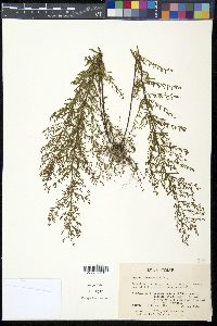 Lechea racemulosa image