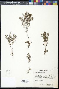 Lechea racemulosa image
