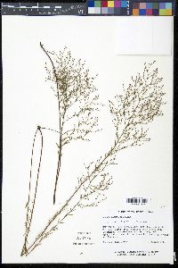 Lechea pulchella image