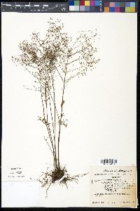 Lechea racemulosa image