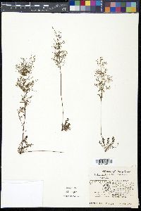 Lechea pulchella image