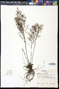 Lechea pulchella image