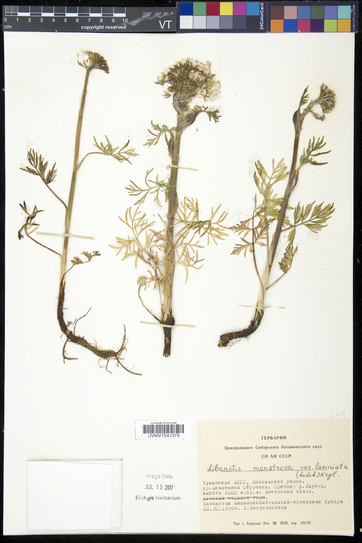 Libanotis image