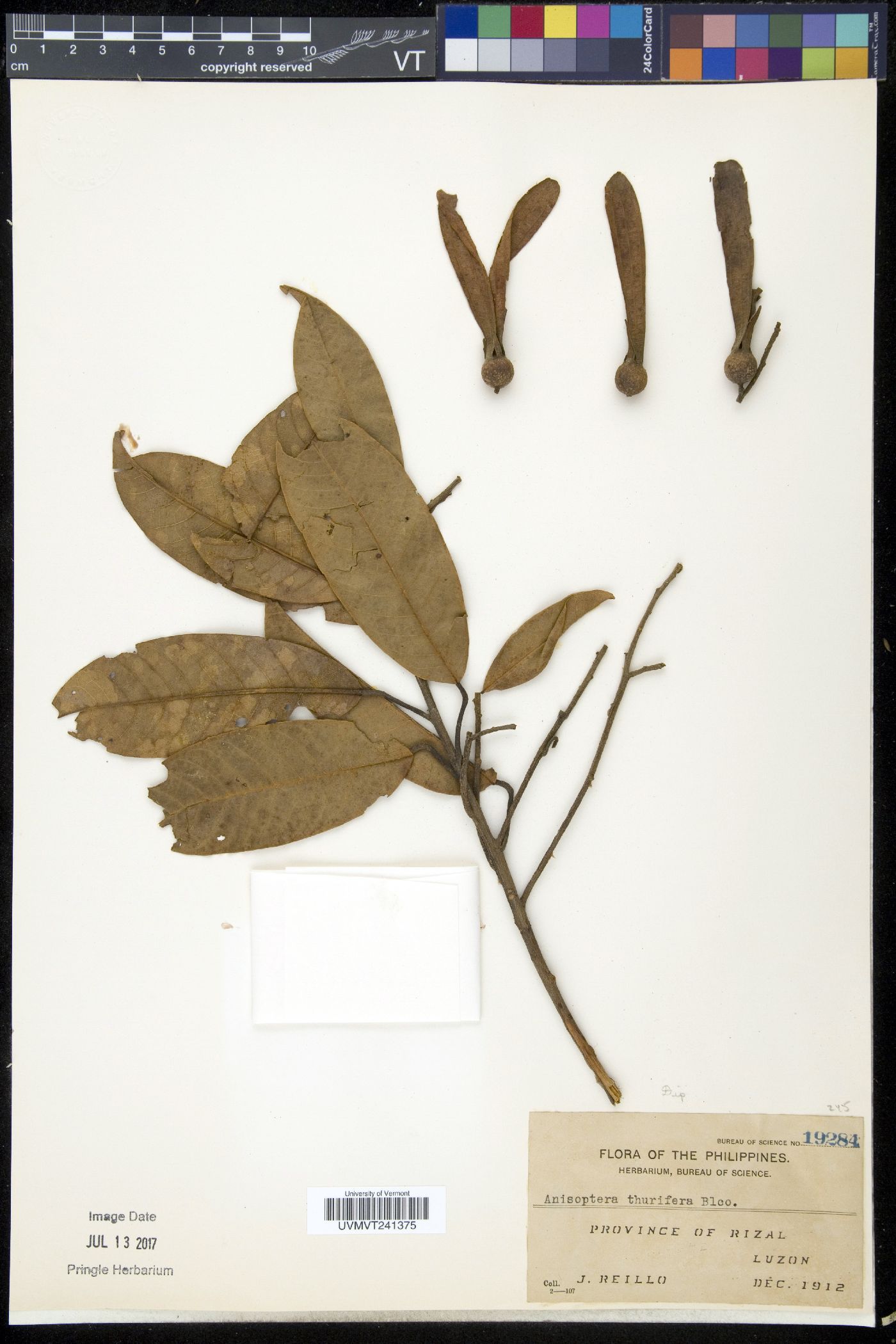 Anisoptera image