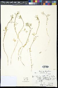 Floerkea proserpinacoides image