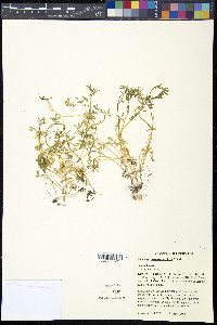 Floerkea proserpinacoides image