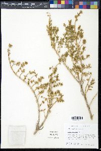 Batis maritima image
