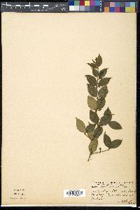 Azima tetracantha image