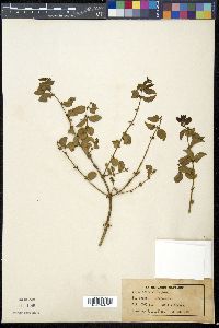 Azima tetracantha image