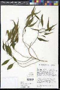 Codonocarpus attenuatus image