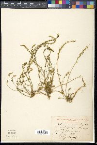 Media resource of Astrocarpa sesamoides