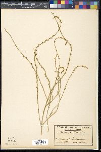 Astrocarpa clusii image