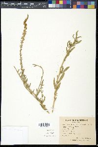 Caylusea hexagyna image