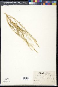 Oligomeris linifolia image