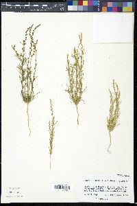 Oligomeris linifolia image