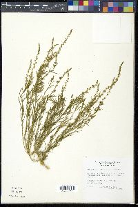 Oligomeris linifolia image