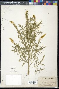 Reseda alba image