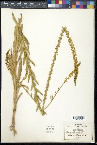 Reseda luteola image