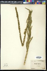 Reseda luteola image