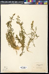 Reseda arabica image