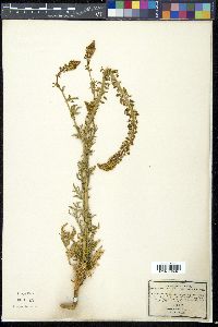 Reseda alba image