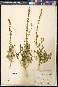 Reseda alba image